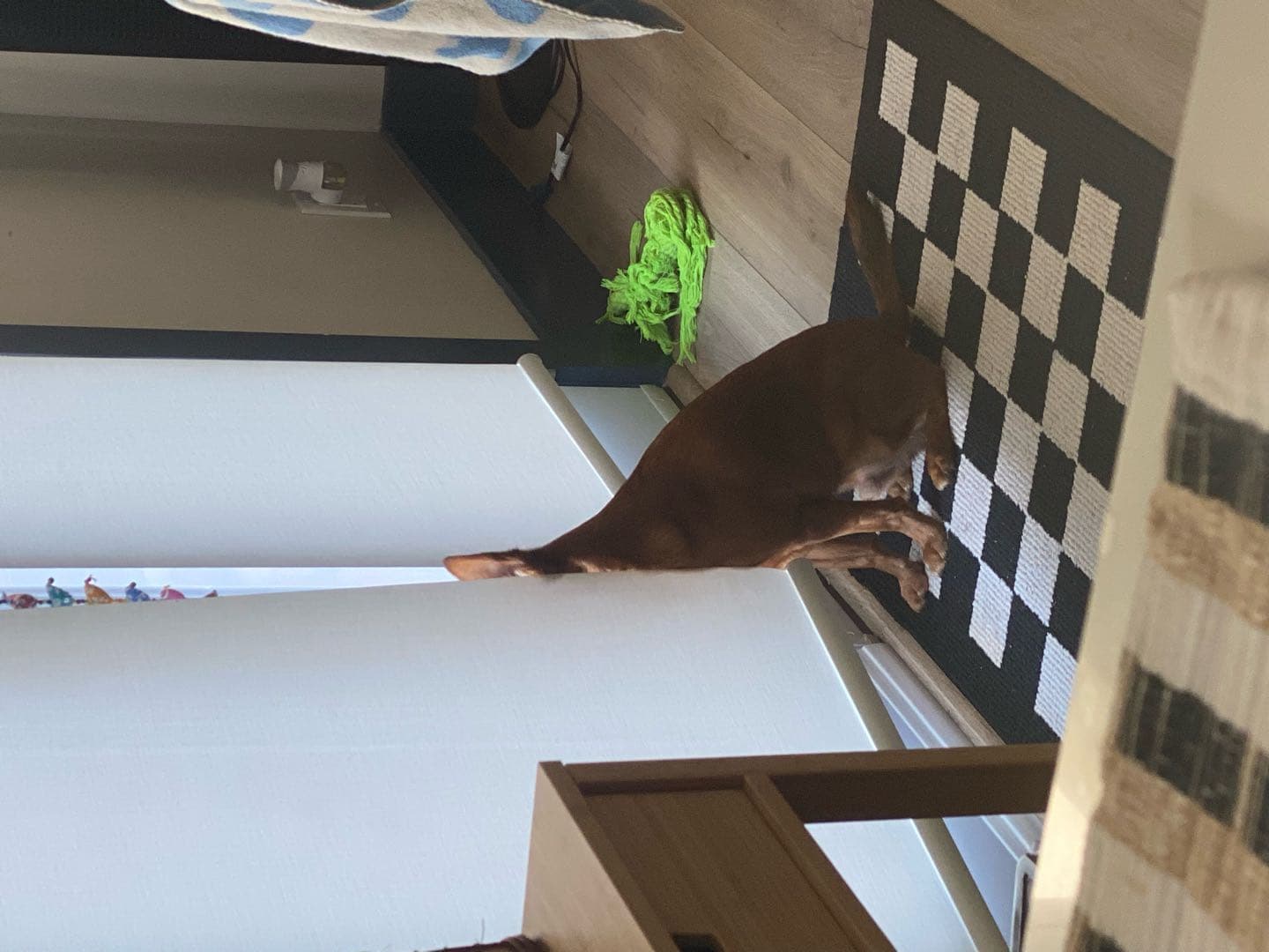 eggboy
