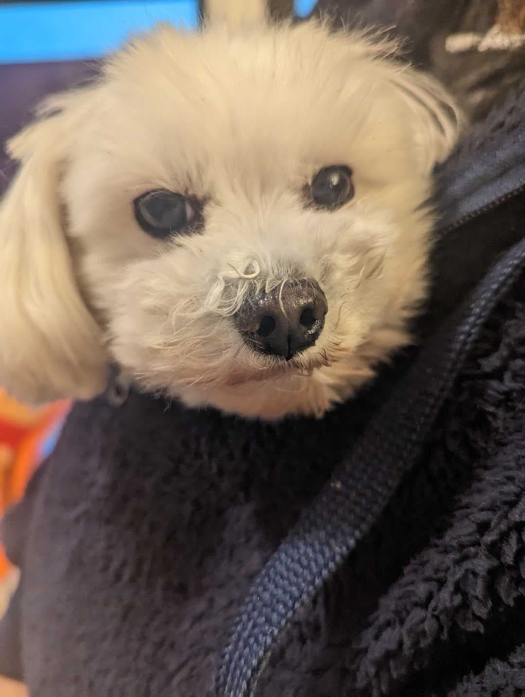 milescookie