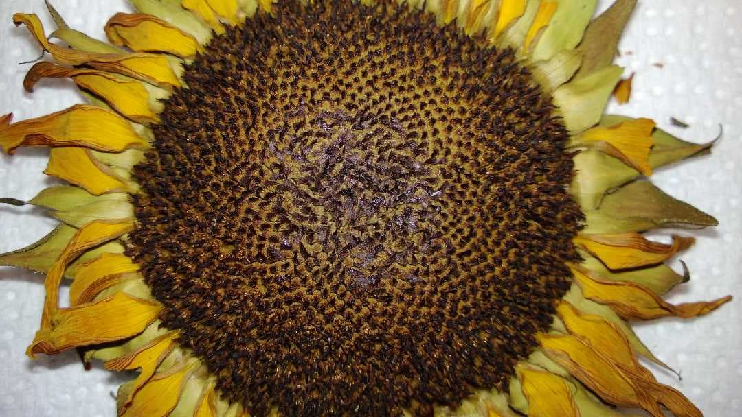 sunstripes